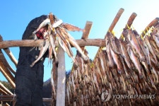추위야 반갑다 분주한 인제 황태덕장