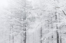 눈 내리는 만항재 풍경