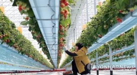 당도 높고 과육 단단한 부안 스마트팜 딸기 홍콩 수출