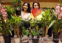 건강과 복을 불러오는 식물 어떠세요?