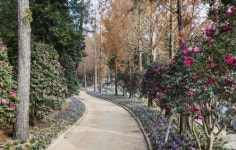 겨울 낭만 꽃길 신안 분재공원 애기동백숲 인기