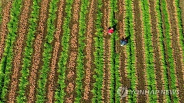제주 구좌 당근 수확 풍경