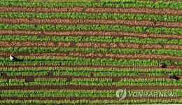 제주 구좌 당근 수확 풍경