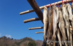 추위야 반갑다…명태 가득한 황태덕장