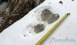 인제 대암산·향로봉 일대 반달곰 2가족 4∼6마리 서식 가능성