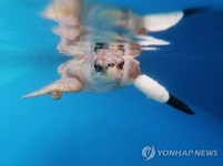 인간이 미안해…발 절단 바다거북 의족 차고 다시 헤엄쳐