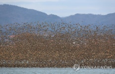 떼 이룬 가창오리