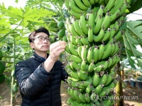 태안 안면도 농장에 바나나 주렁주렁