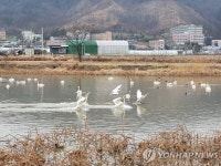 구미 지산생태공원 찾은 큰고니
