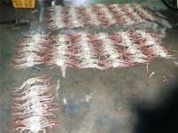 어린 대게 포획 잇달아…울진서 선장 2명 적발