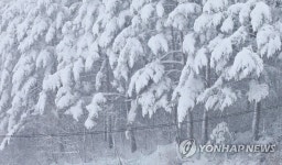 하얀 눈옷 입은 소나무
