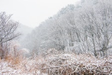 눈 내린 진부령 계곡