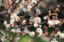 봄이 오려나
