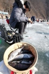 겨울엔 역시 얼음낚시…화천산천어축제 짜릿한 손맛