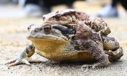 때 이른 두꺼비 산책