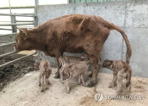 상주 축산농가서 송아지 네 쌍둥이 출산…국내 첫 사례