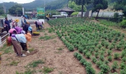 [금산소식] 금삼교 회전교차로에 원형전광판 설치