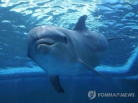 유영하는 돌고래 고장수