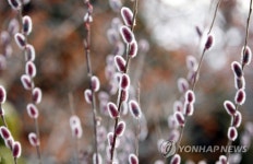 천리포수목원에 핑크빛 버들강아지 활짝