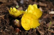 봄 알리는 복수초, 작년보다 보름 일찍 꽃봉오리 톡