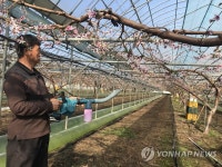 비닐하우스 복숭아 꽃 수분작업 한창