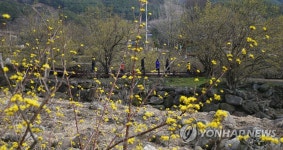산수유꽃길 거닐어요