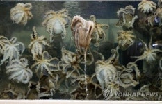 면역력 증강 효과 주꾸미 많이 소비해주세요 보령시 판촉전