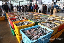 죽도시장에 나온 전갱이