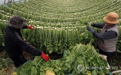 양구 대표 특산물 시래기 농관원에 지리적 표시제 등록