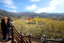 샛노란 산수유마을