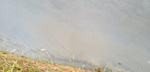 음성·진천 경계 한천천서 물고기 폐사…음성군 원인 조사 착수