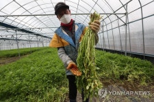 판매량이 줄어 수확을 늦췄더니 웃자랐어요