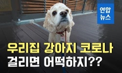 [이슈 컷] 우리집 강아지 코로나 걸리면 어떡하지?