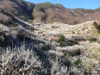 어여쁜 봄이 찾아온 매화마을