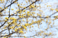서울에 찾아온 봄 산수유 꽃