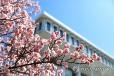 전남대 대명매 활짝