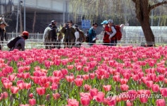 봄소식 전하는 화명생태공원 튤립