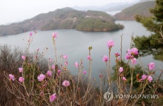 활짝 핀 진달래꽃