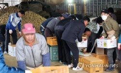 강원농협, 주말 잊은 감자 작업