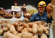 동굴에서 숙성한 호박고구마 맛보세요