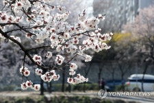 활짝 핀 살구꽃