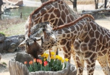 동물원에 찾아온 봄