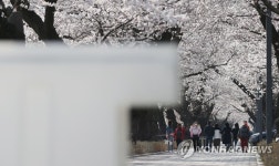 통행 제한 바리케이드 설치된 벚꽃길