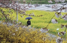 벚꽃·개나리·유채꽃 한 곳에 활짝