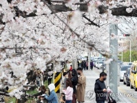 청주 무심천 벚꽃길 북적