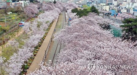 진해 경화역 공원 벚꽃 명소 썰렁