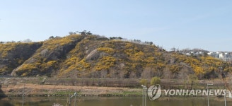 응봉산 개나리 만개