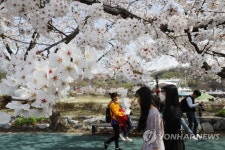 [카메라뉴스] 벚꽃 만개한 남원 요천 벚꽃길