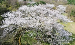 꽃 활짝 피운 천연기념물 제주 왕벚나무