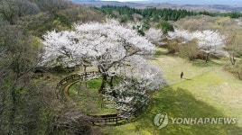 천연기념물 159호 제주 왕벚나무